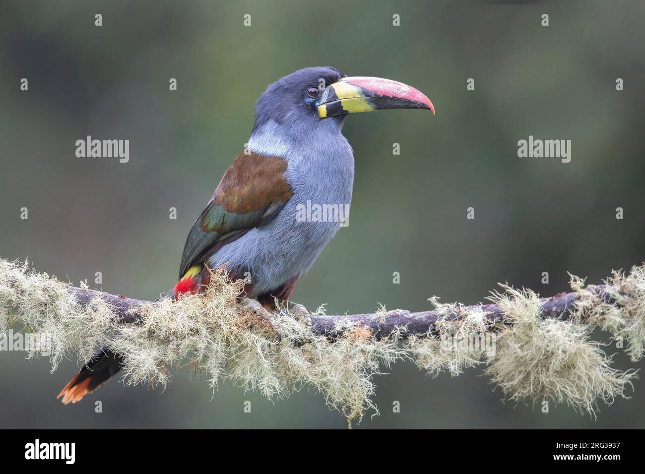 Graubrustgebirge Toucan (Andigena hypoglauca hypoglauca) in Manizales, Kolumbien. IUCN-Status fast bedroht. Stockfoto