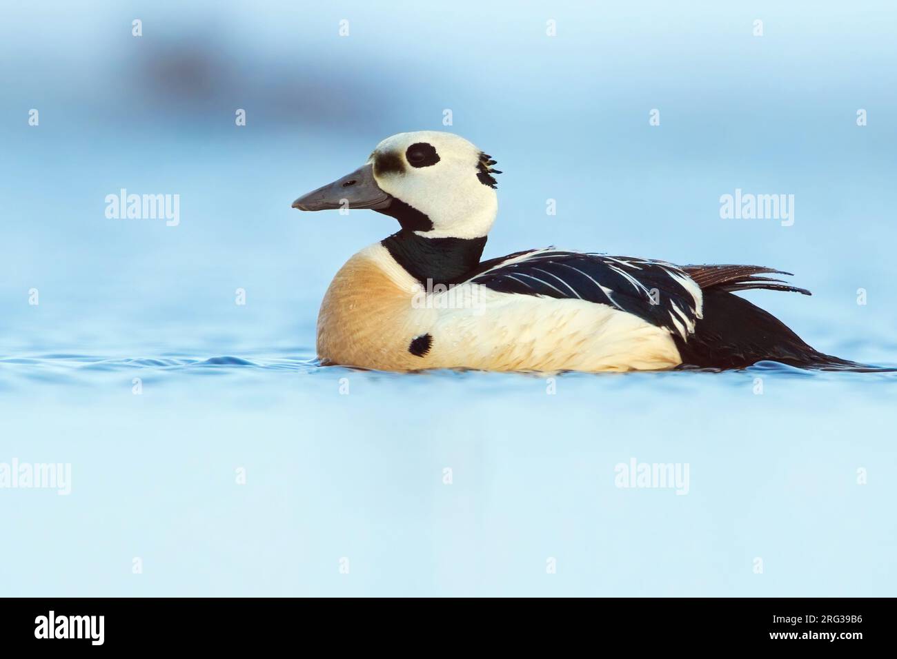 Steller’s Eider (Polysticta stelleri) schwimmt auf einem arktischen Tundrateich in der Nähe von Barrow im Norden Alaskas, USA. Stockfoto