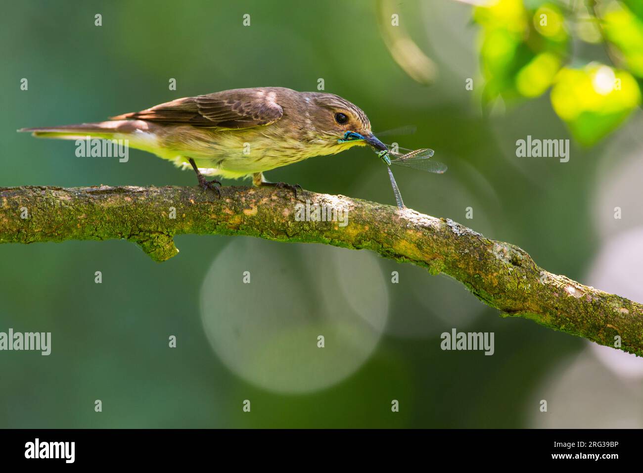 Grauschnäpper, Muscicapa striata Stockfoto