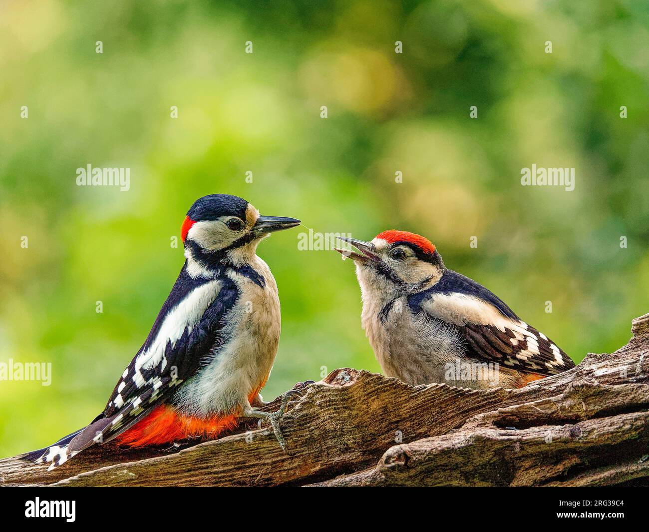 Great Spotted Woodpecker, (Dendrocopos Major) männlicher Erwachsener, der sein junges Kind füttert. Von der Seite gesehen, Stockfoto