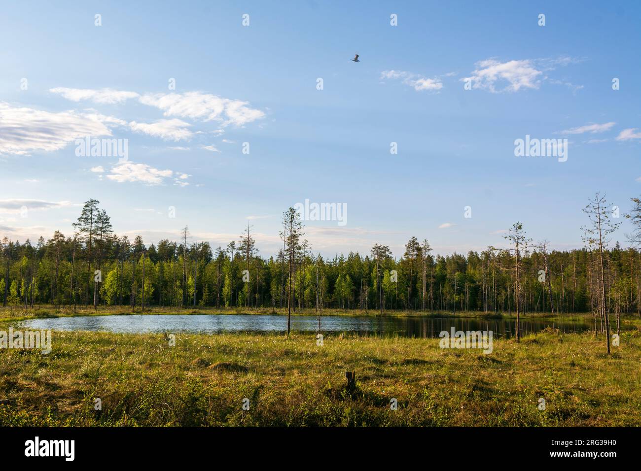 Eine malerische Landschaft mit immergrünen Wäldern und einem See, in Finnland. Kuhmo, Oulu, Finnland. Stockfoto