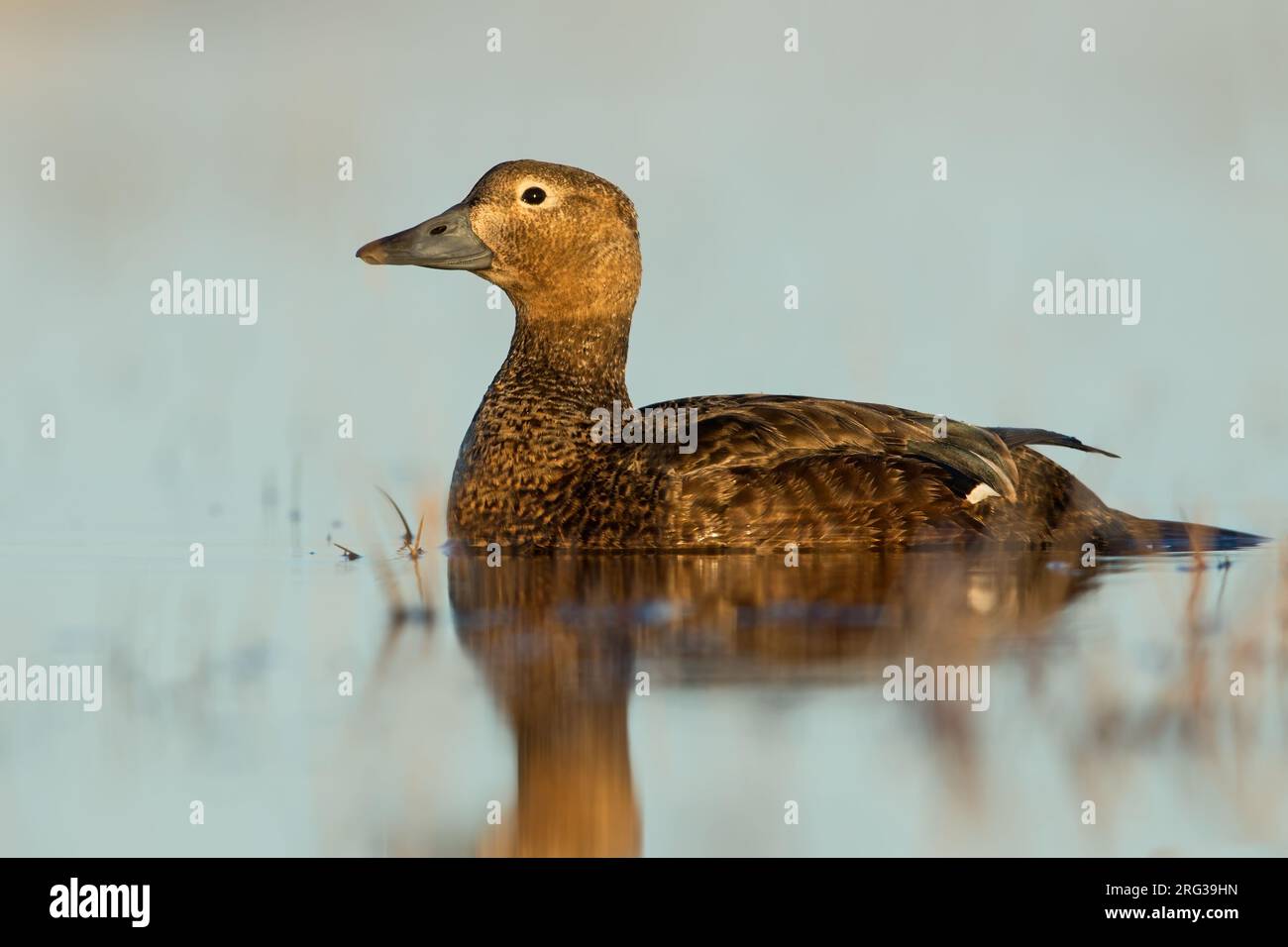 Stellersche Eider (Polysticta stelleri), die auf einem arktischen Tundrateich in der Nähe von Barrow im Norden Alaskas (USA) schwimmt. Stockfoto