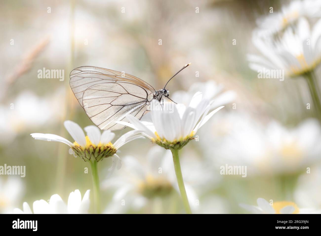 Schwarzer Weißer, Groot Geaderd Witje, Aporia crataegi Stockfoto