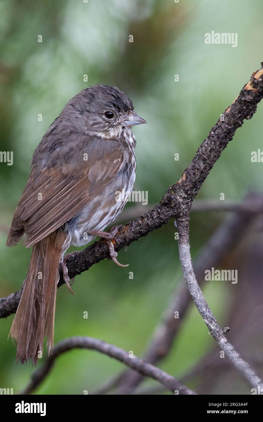 Schieferfarbener Fuchsspatz (Passerella (iliaca) schistacea) in Nordamerika. Stockfoto