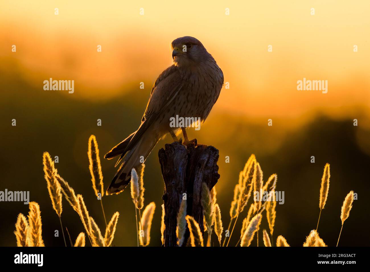 Kestrele (Falco tinnunculus) in Italien. Hoch oben auf einer Stange mit wunderschöner Hintergrundbeleuchtung. Stockfoto