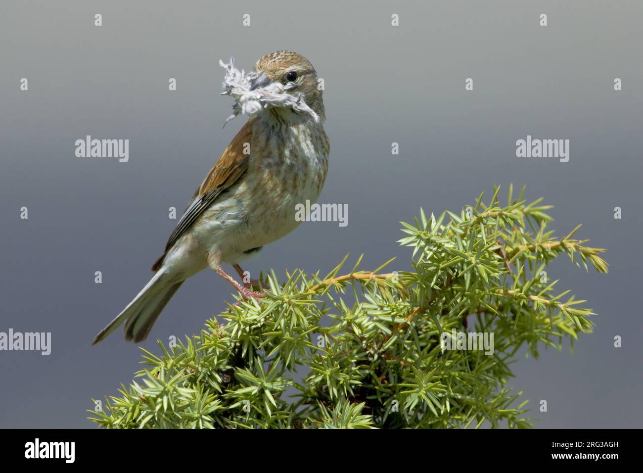 Kneu met nestmateriaal; Hänfling mit nestingmaterial Stockfoto