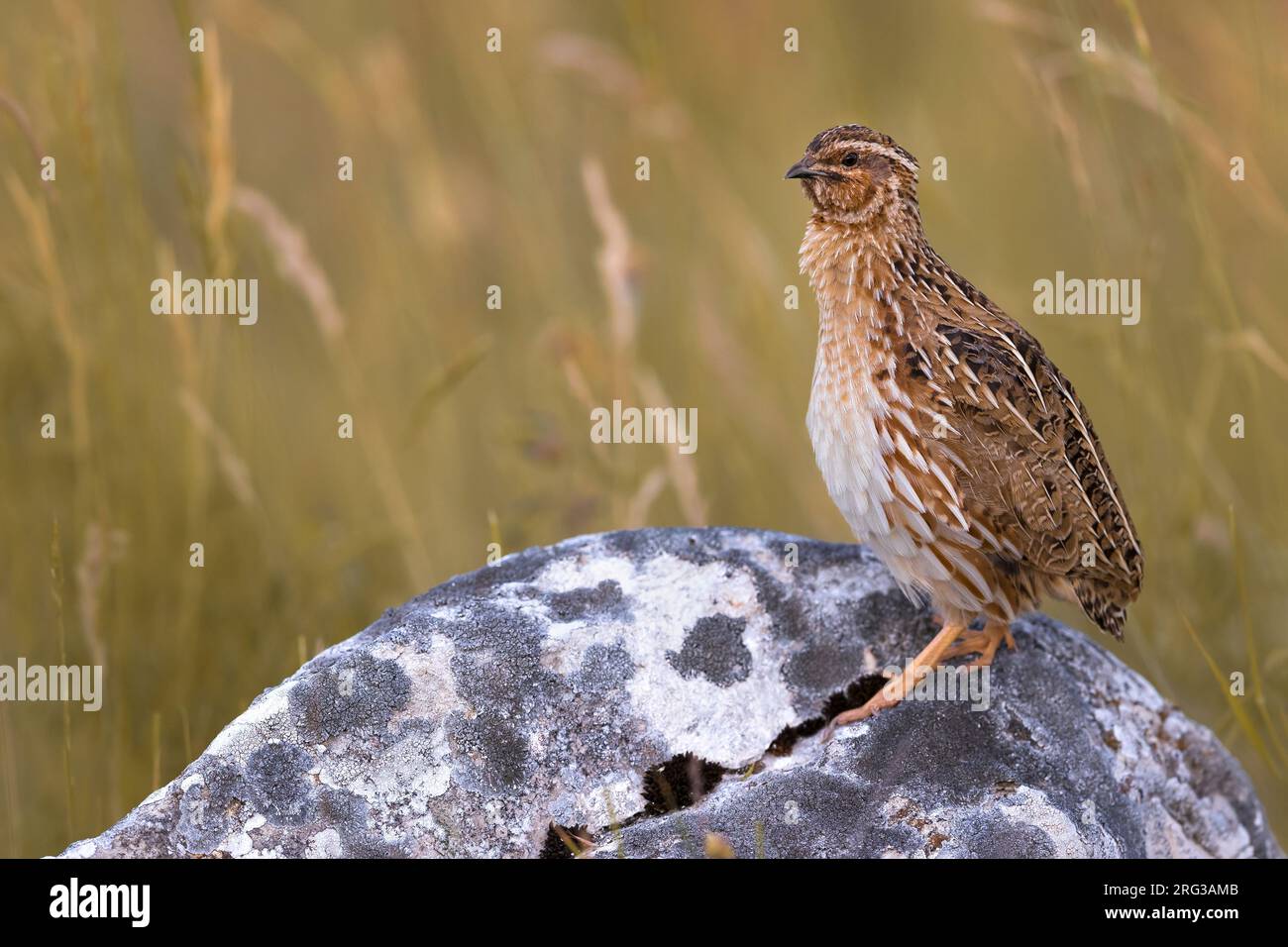 Männlicher Gemeiner Wachtel, Coturnix coturnix, in Italien. Stockfoto