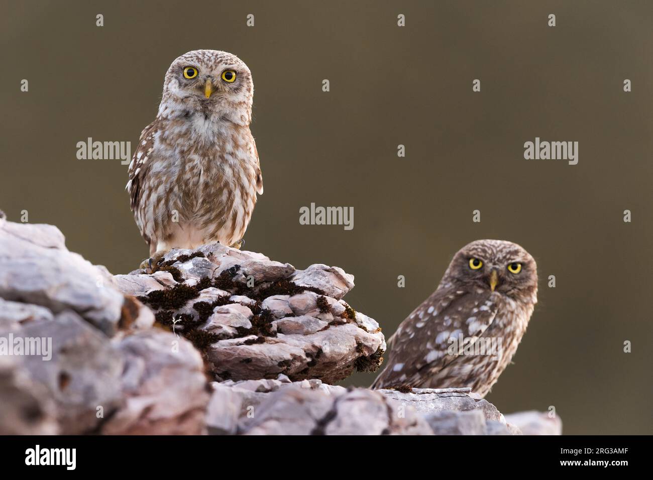 Zwei kleine Eulen (Athene noctua) in Italien. Stockfoto