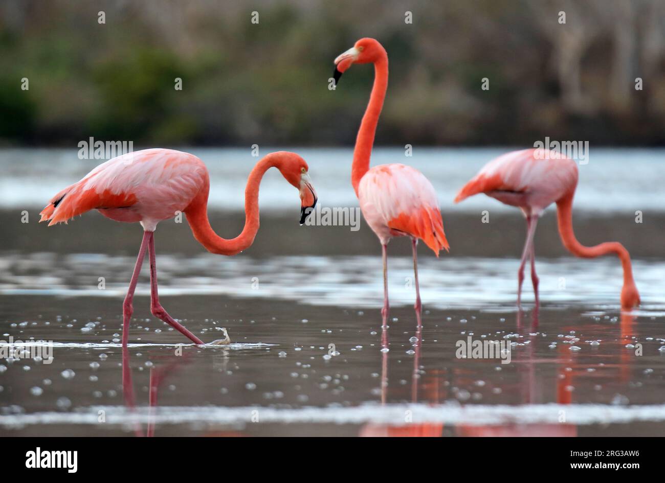 Galapagos Flamingo (Phoenicopterus ruber glyphorhynchus) auf den Galapagos-Inseln, Ecuador. In flachem Wasser stehen. Stockfoto