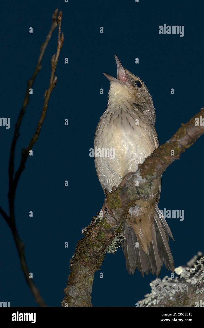 Lanceolated Warbler (Locustella lanceolata), singender Vogel mit Unterteilen, Taschenlampe verwendet, Finnland Stockfoto