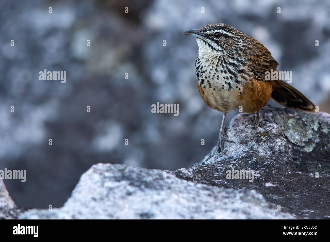 Rockrunner (Achaetops pycnopygius) in Angola. Stockfoto