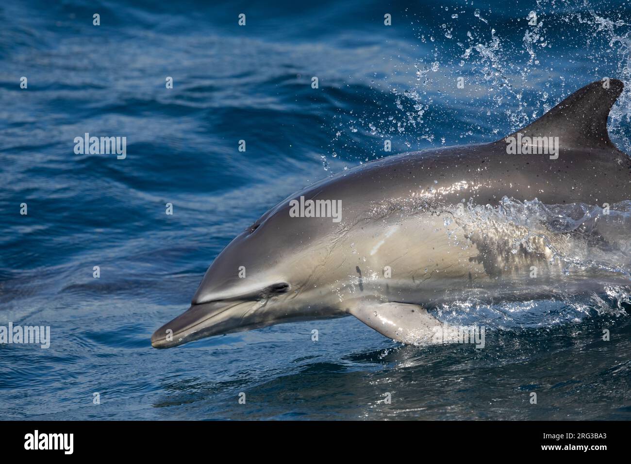 Aus nächster Nähe sehen Sie einen hüpfenden Gemeinen Delfin (Delphinus Delphis), mit dem Meer als Hintergrund Stockfoto