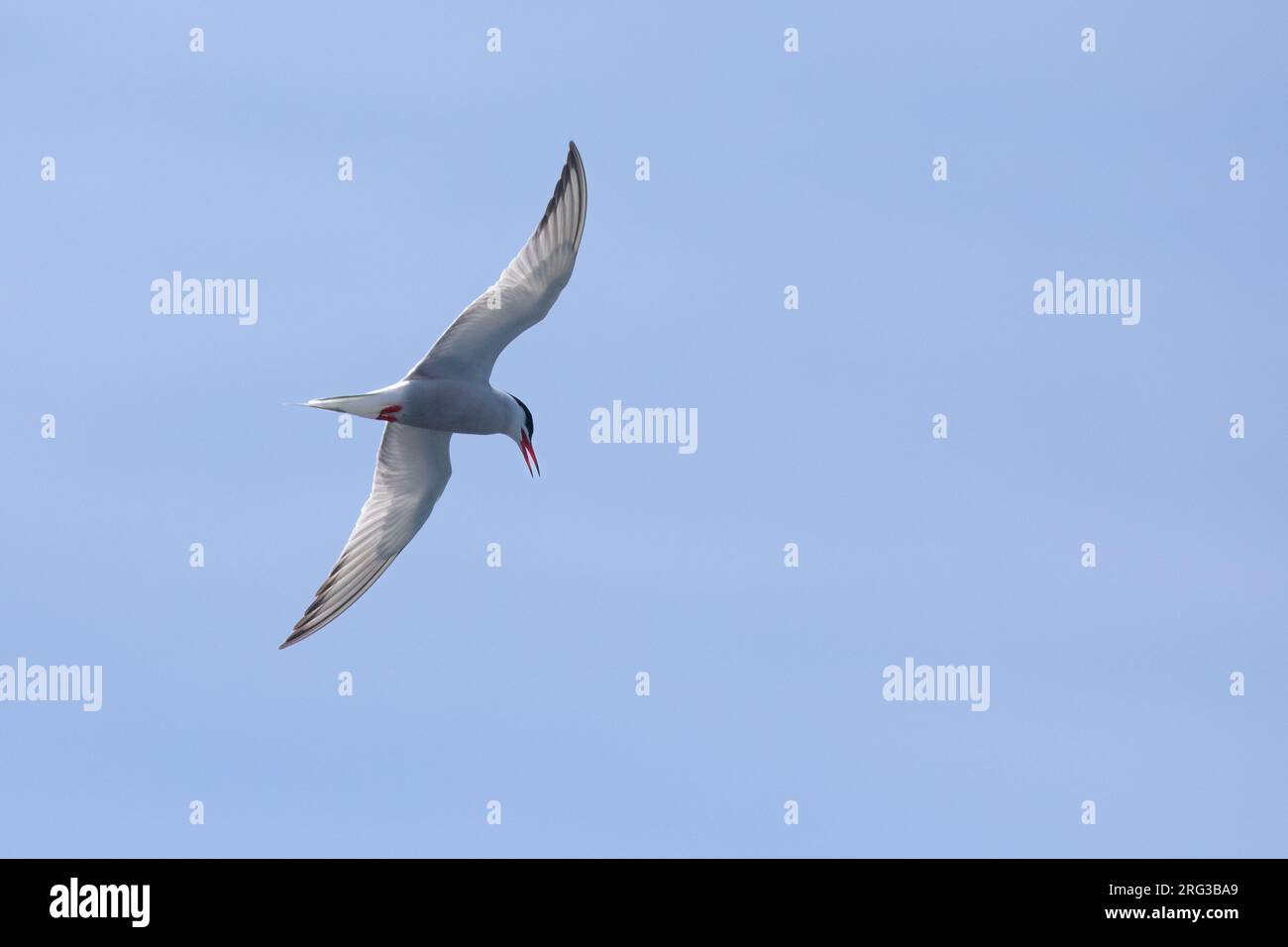 Flying Common tern (Sterna hurundo), mit blauem Himmel als Hintergrund. Stockfoto