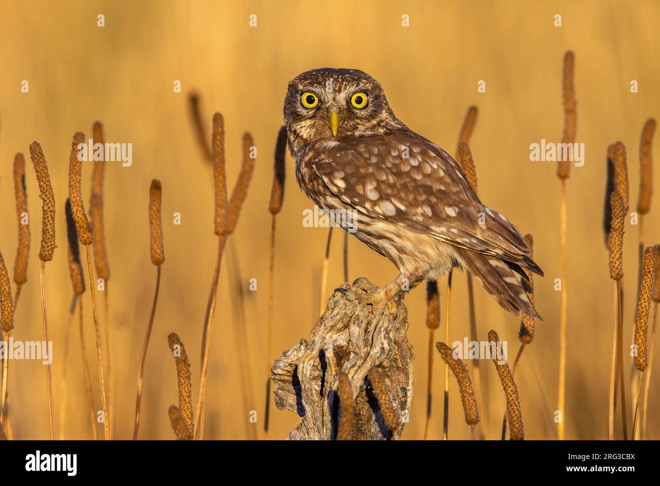 Little Owl (Athen noctua) in Italien. Stockfoto