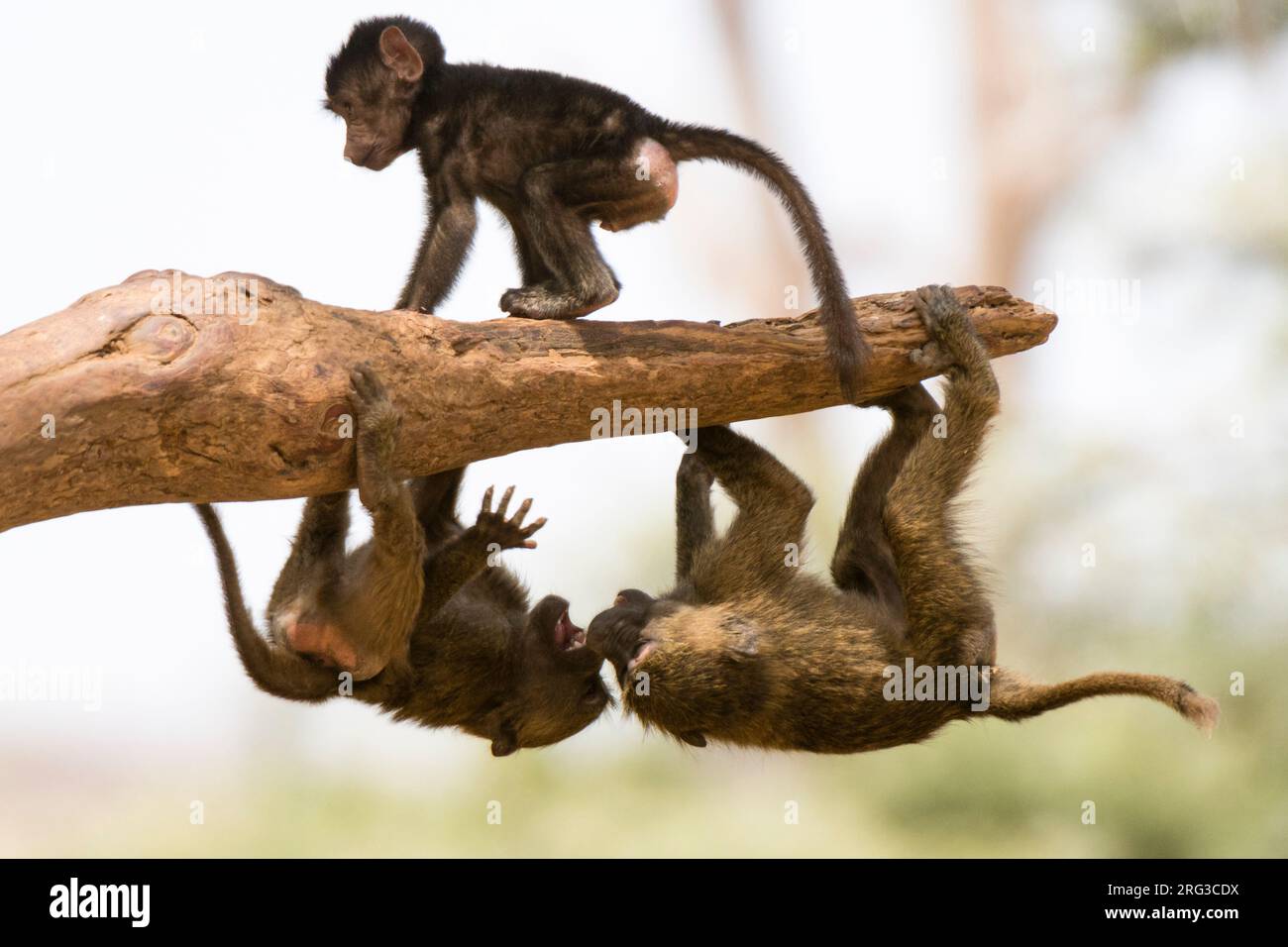 Olive Paviane, Papio anubis, spielen auf einem Baumzweig, Kalama Conservancy, Samburu, Kenia. Kenia. Stockfoto