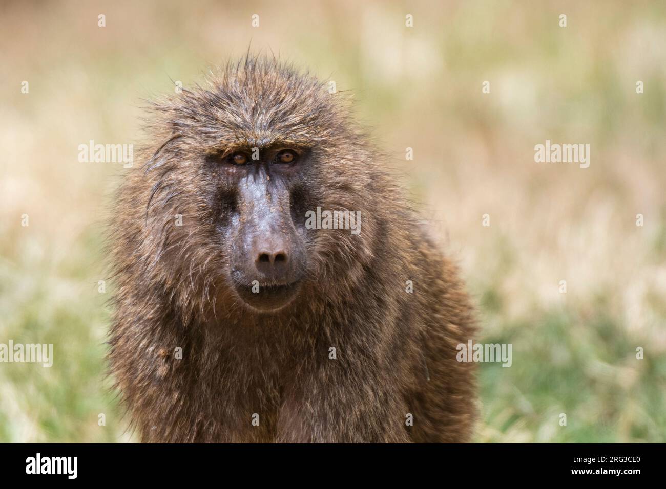 Porträt eines Olivenpavions, Papio anubis, Kalama Conservancy, Samburu, Kenia. Kenia. Stockfoto