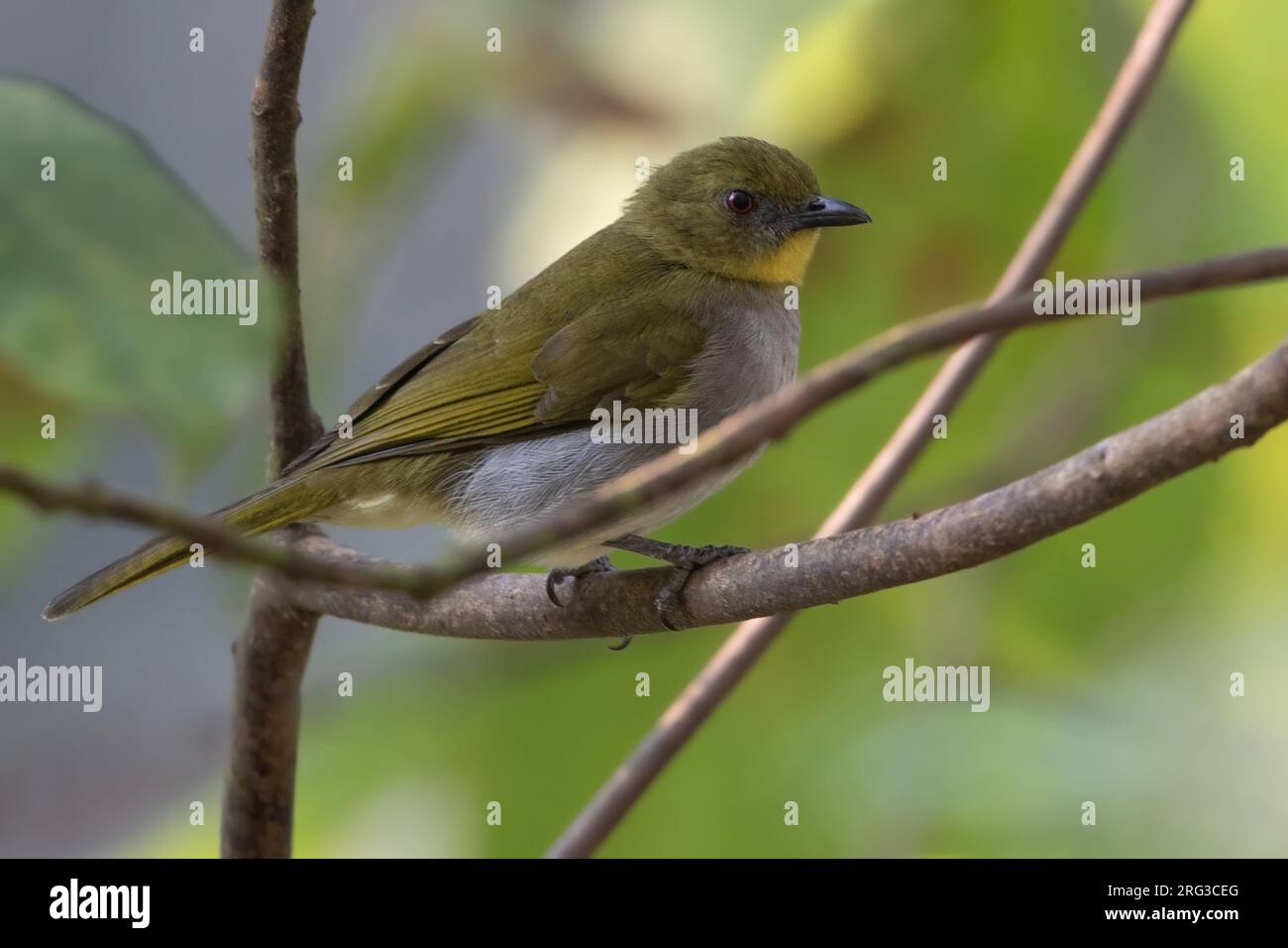 Falkensteins Greenbul (Chlorocichla falkensteini) auf einem Zweig in Angola. Stockfoto
