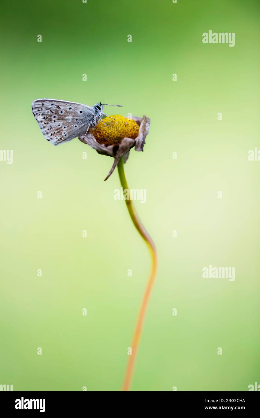 Männlicher Kreidehügel, blau Stockfoto