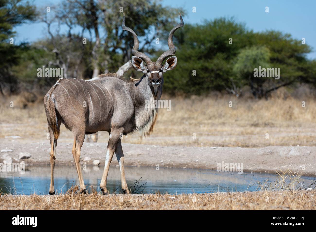 Ein männlicher Großkudu, Tragelaphus strepsiceros, am Wasserloch. Kalahari, Botswana Stockfoto