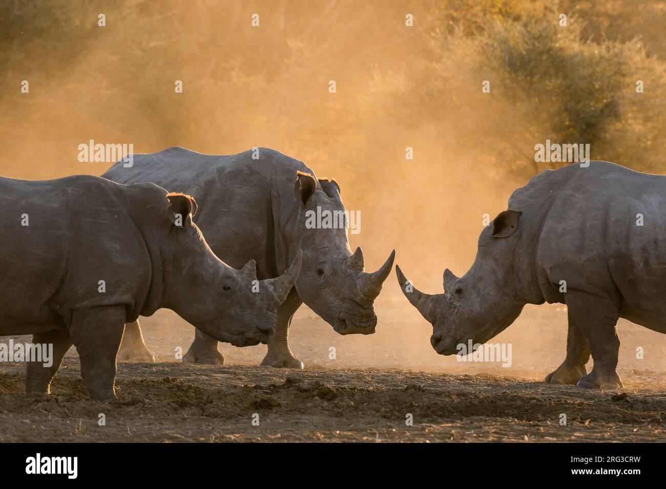 Drei weiße Nashörner, Ceratotherium simum, in einer Staubwolke bei Sonnenuntergang. Kalahari, Botswana Stockfoto