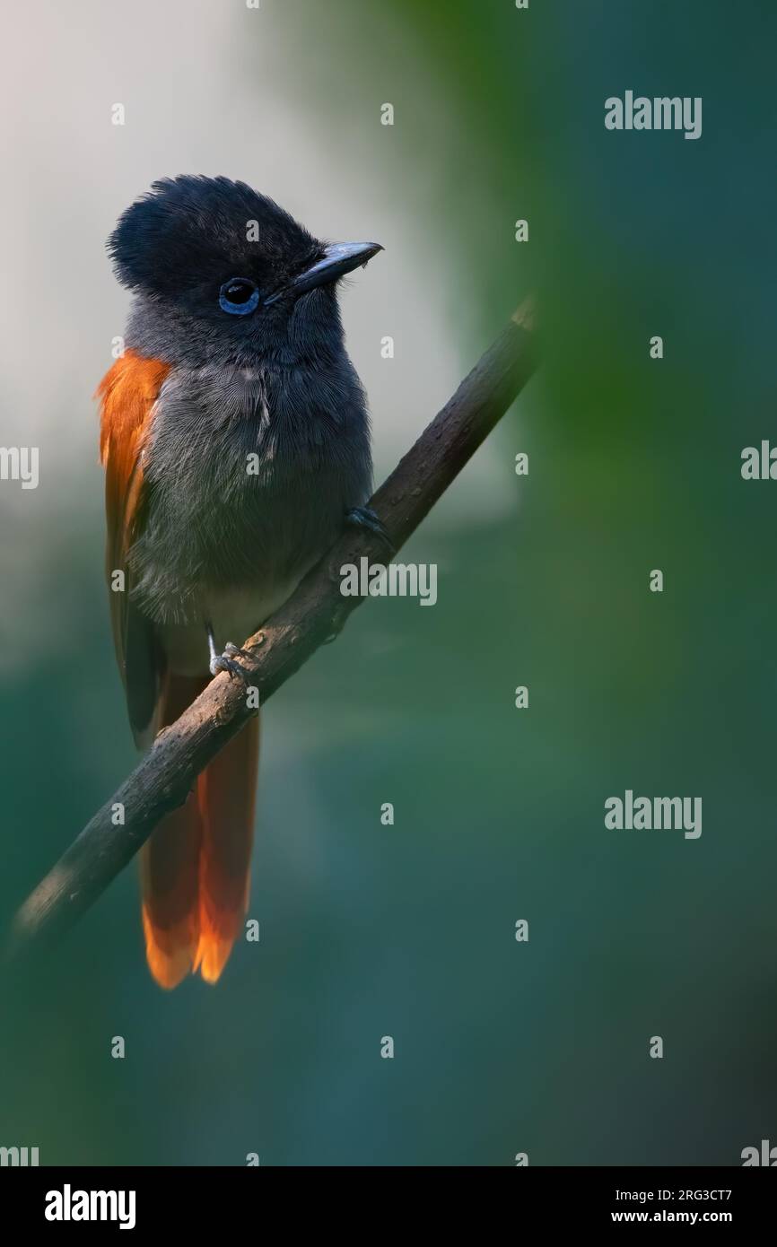 Männlicher afrikanischer Fliegenfänger, hoch oben auf einem Ast in Angola. Stockfoto