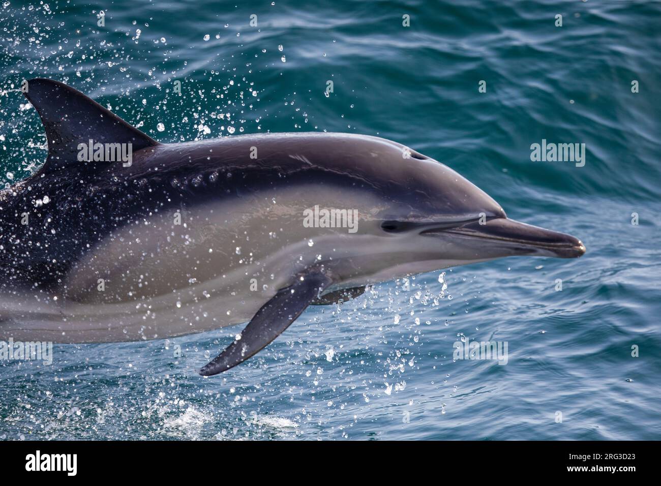 Nahaufnahme eines springenden Gemeinen Delfins (Delphinus delphis), mit dem Meer als Hintergrund. Stockfoto