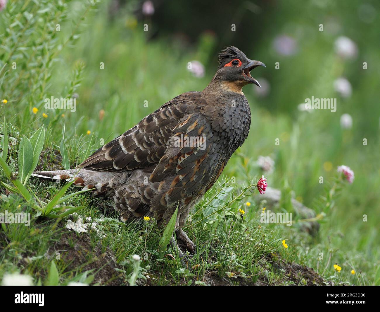 Szechenyis Monalpartridge (Tetraophasis szechenyii) auf dem tibetischen Plateau, Qinghai, China. Auch bekannt als Rebhuhn. Stockfoto