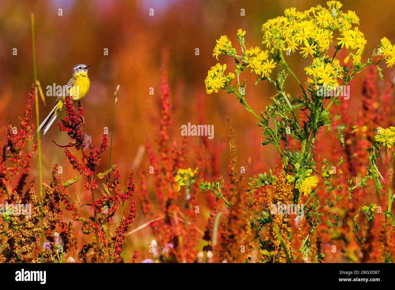 Blauköpfiger Gelbschwanz, Motacilla Flava Flava hoch oben in rotem Gras Stockfoto