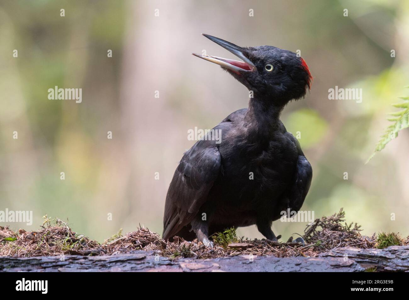 Black Woodpecker (Dryocopus martius) im flachen Waldbecken. Ich Trinke. Stockfoto