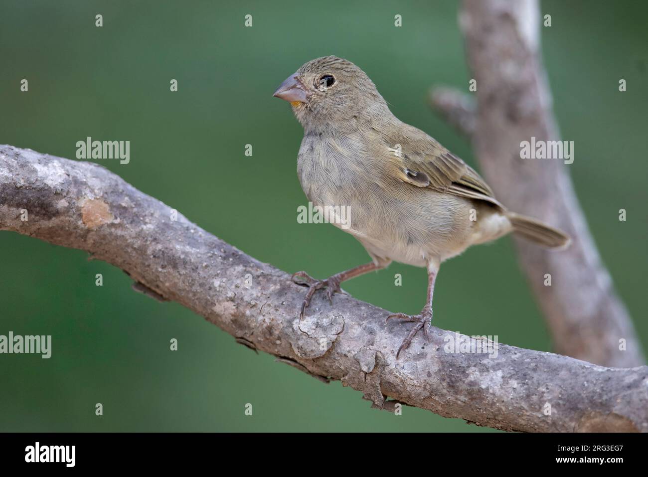 Eine weibliche Schwarzgesicht-Grassquit (Melanospiza bicolor omissa) im Los Flamencos Wildlife Sanctuary, Camarones, La Guajira, Kolumbien. Stockfoto
