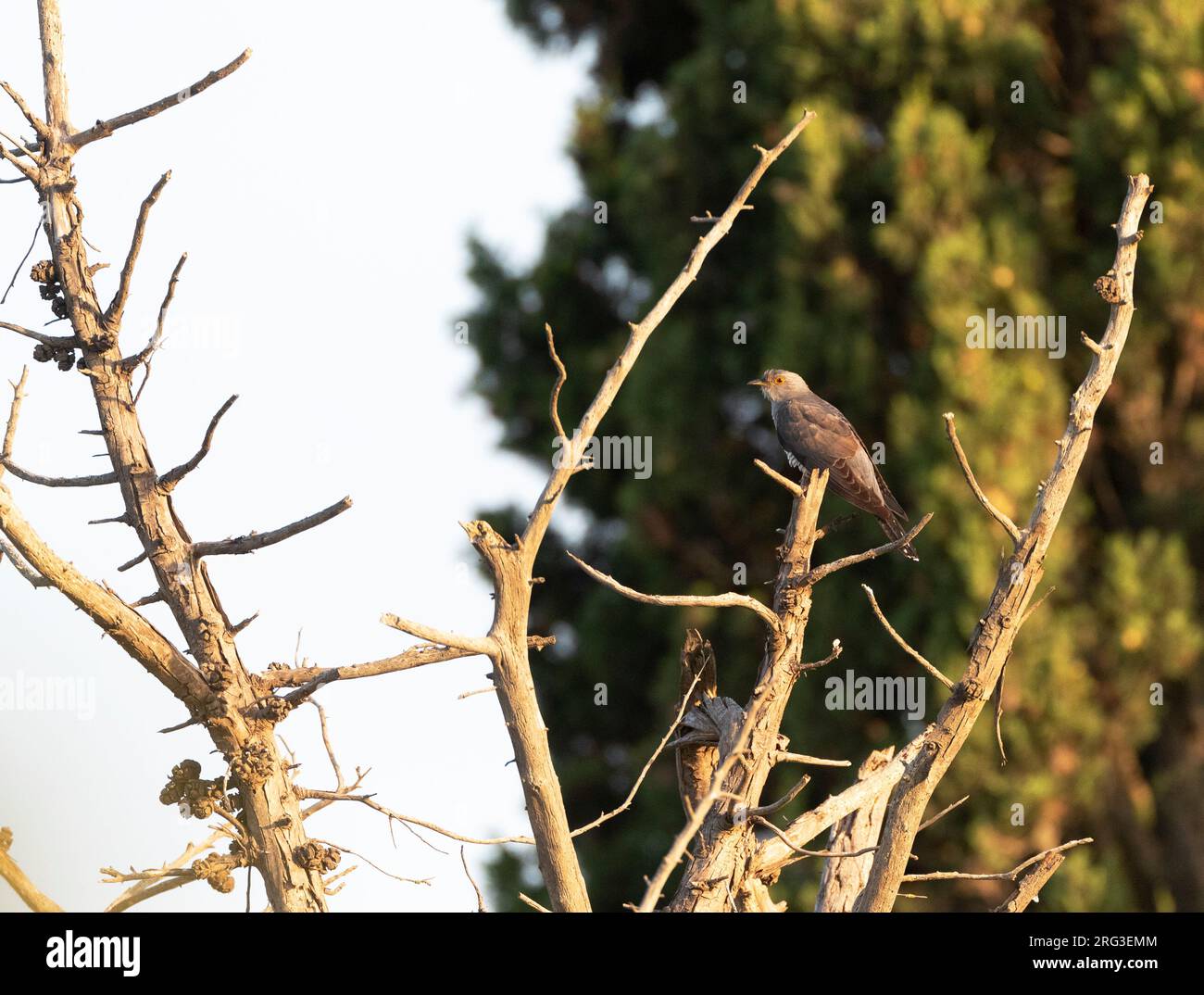 Männlicher gemeiner Kuckuck (Cuculus canorus) im Sommer in Spanien. Stockfoto