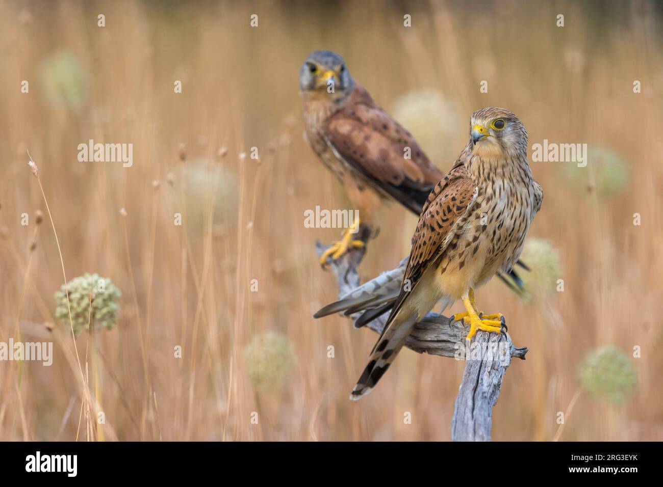 Das Paar Gemeine Kestrels (Falco tinnunculus) in Italien. Auf einer Holzstange auf einem landwirtschaftlichen Feld. Weiblich im Vordergrund, männlich im Rückgro Stockfoto