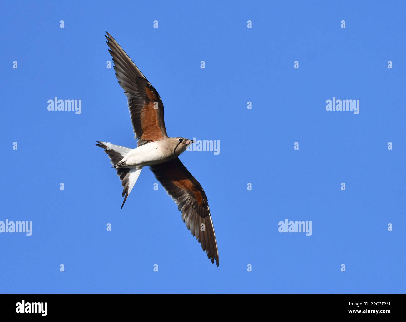 Erwachsenenkragen (Glareola pratincola) im Spätsommer oder Frühherbst in Spanien. Stockfoto