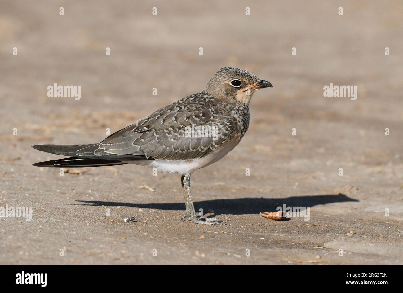 Juvenile Collared Pratincole (Glareola pratincola) im Spätsommer oder Frühherbst in Spanien. Auf dem Boden stehen. Stockfoto