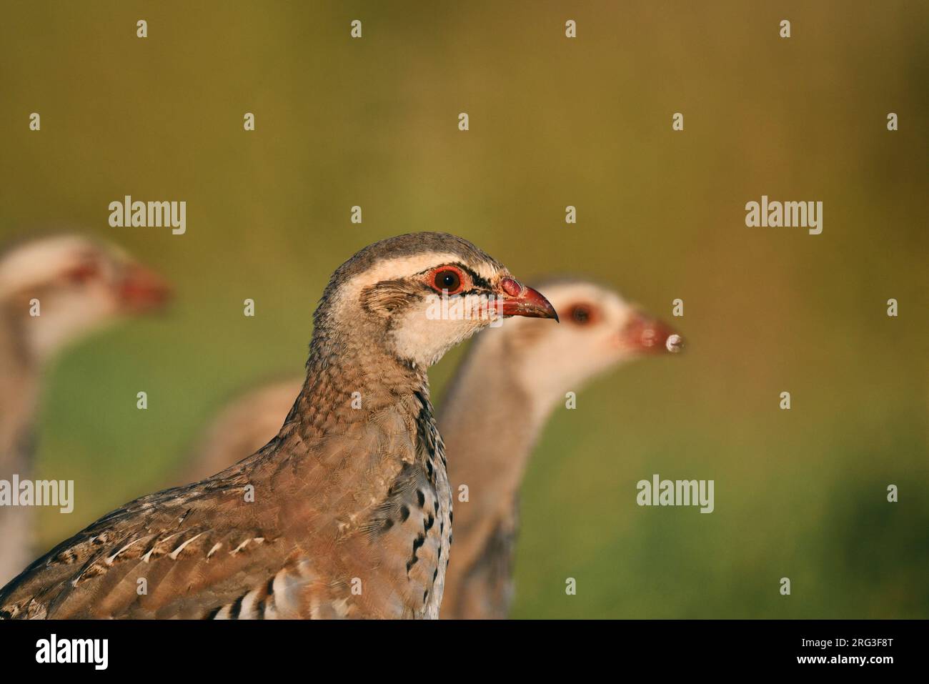 Porträt eines jungen Rotbein-Rebhuhn (Alectoris rufa) in Spanien. Stockfoto