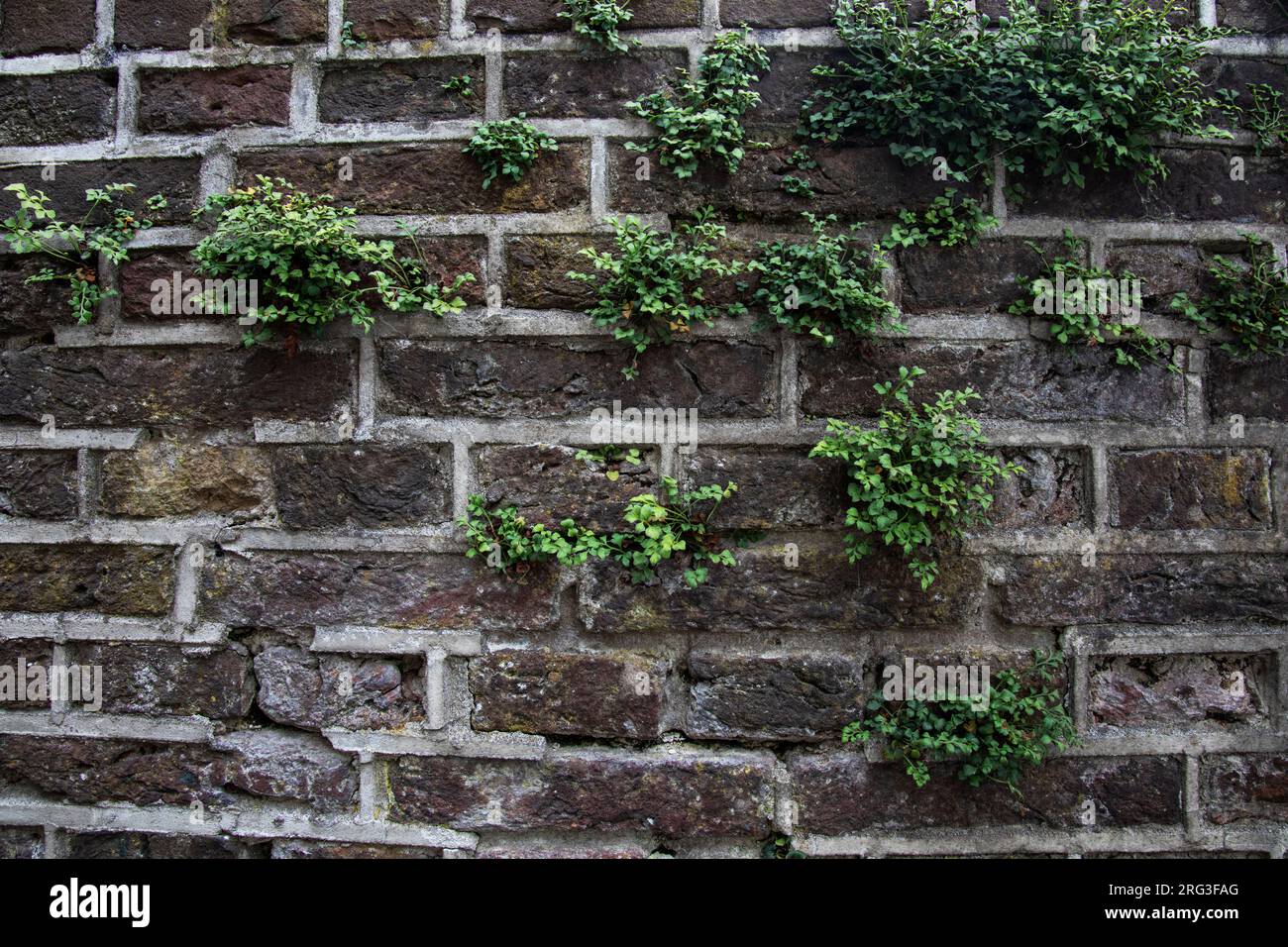 Wall-rue, Asplenium ruta-muraria Stockfoto