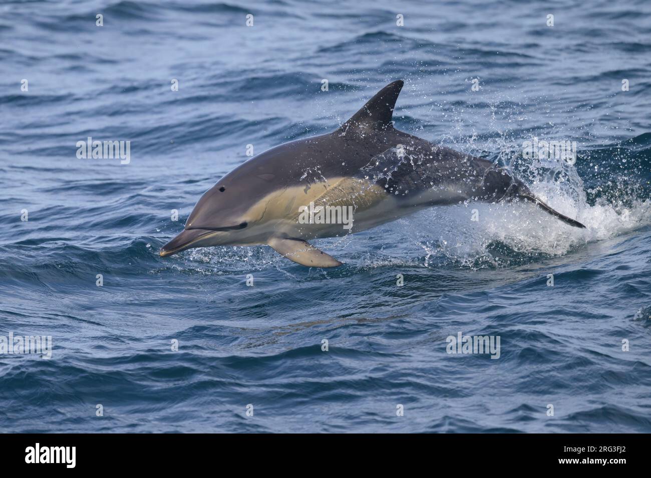 Delfin (Delphinus delphis) springen, mit dem Meer als Hintergrund. Stockfoto