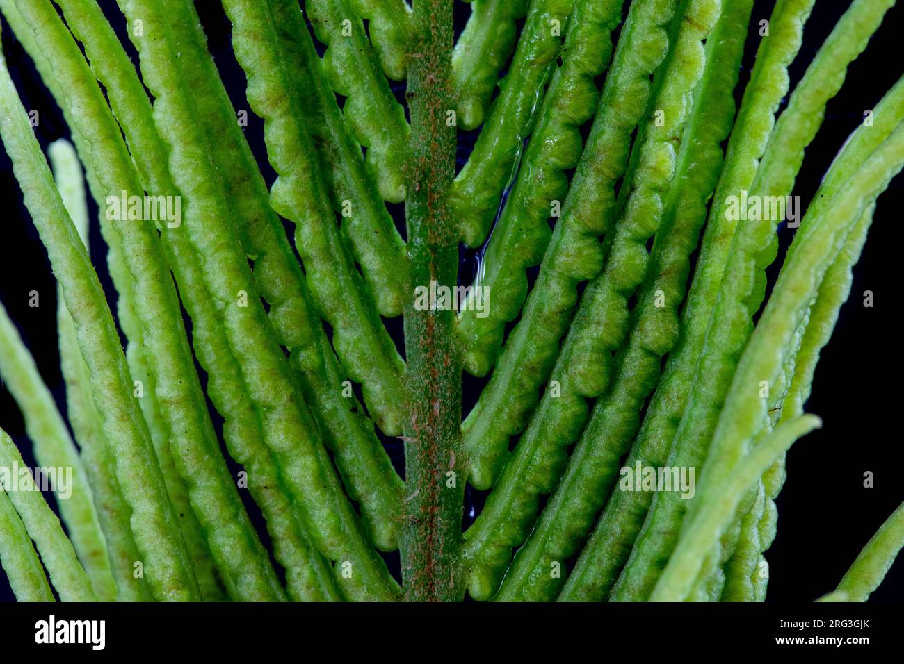 Sporentragende fruchtbare Fronten eines Straußenfarns Stockfoto