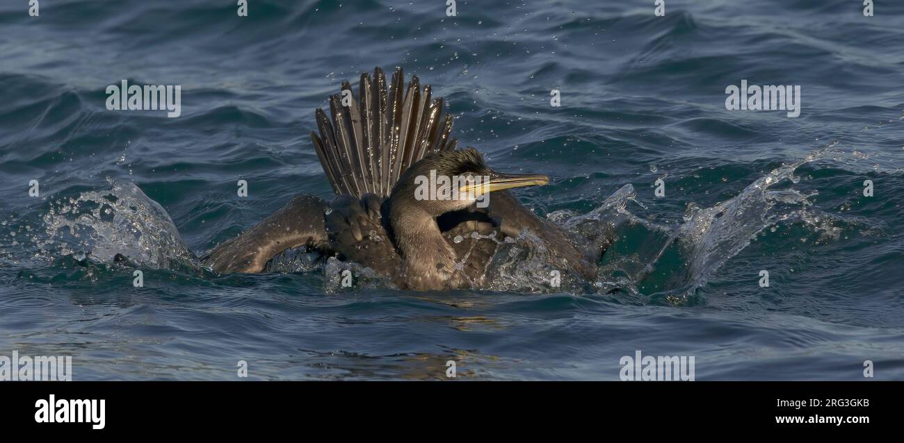 Europäischer Shag (Phalacrocorax aristotelis) Jungvögel, die im arktischen Norwegen auf See planschen Stockfoto