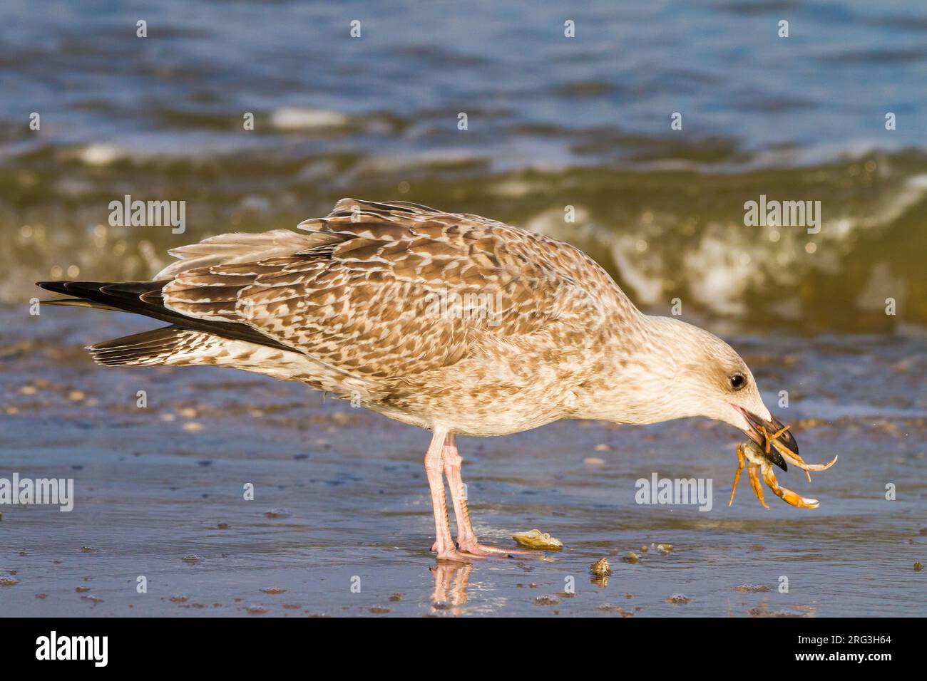 Hering Gull, Larus argentatus, Jungfische, die Krabben fressen Stockfoto