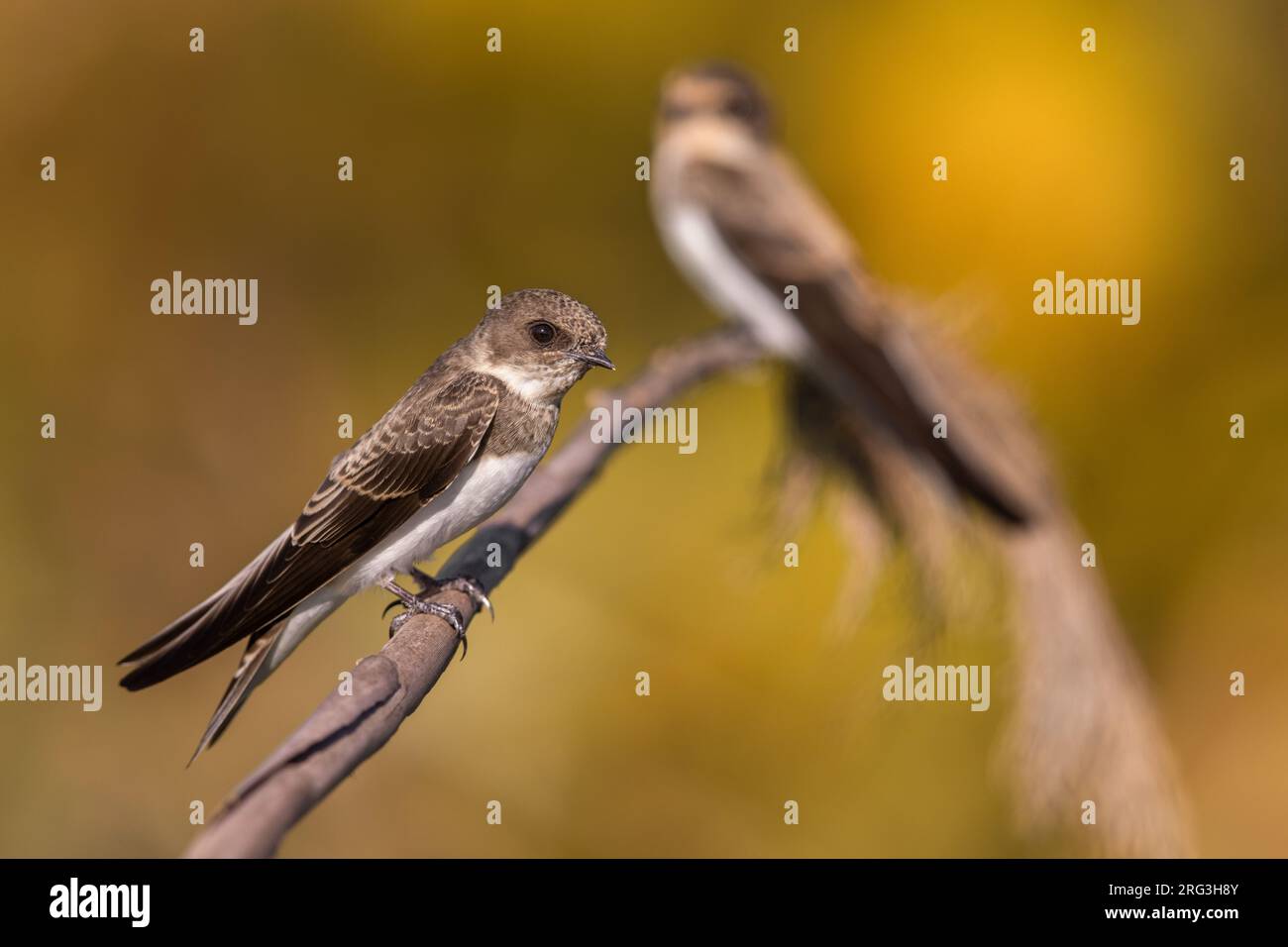 Sand Martin, Riparia Riparia, in Italien. Zwei Martins zusammen. Stockfoto