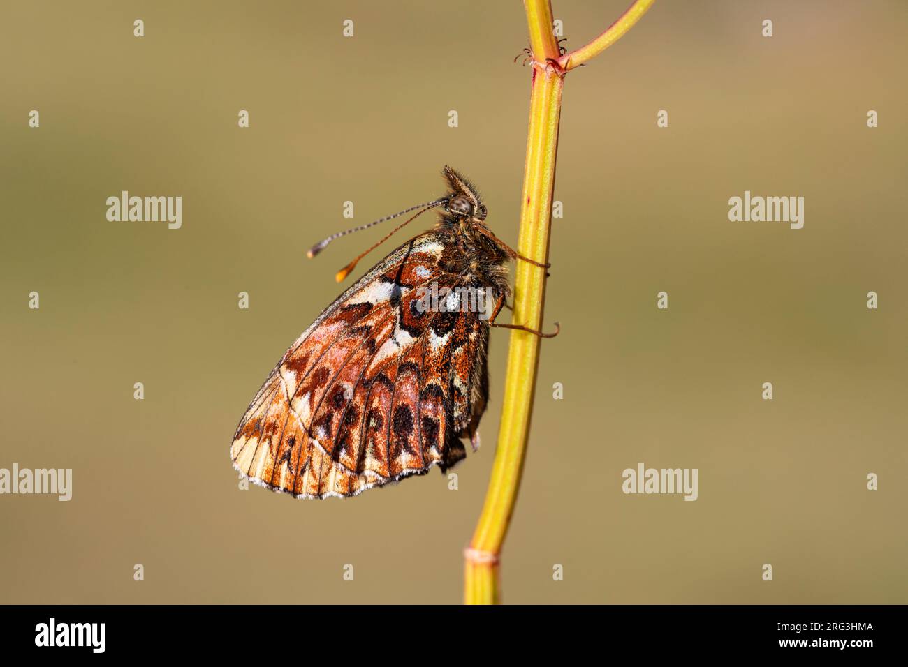 Titanias Fritillar, Boloria titania Stockfoto