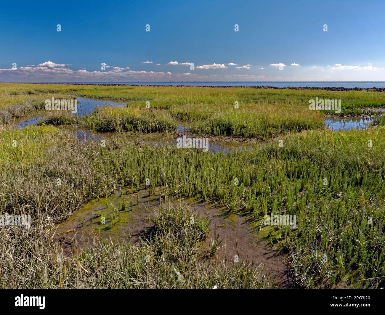 Salt Marsh, Puccinellion maritimae St-Jansplaat mit salztoleranten Pflanzen Terschelling Stockfoto