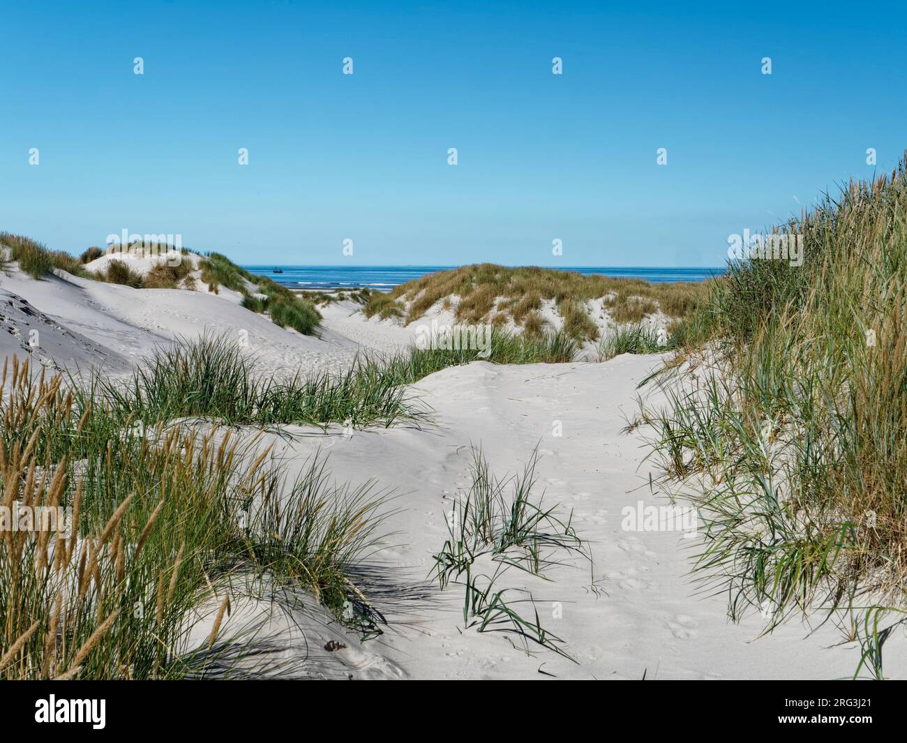 Ammophila arenaria in den Weißsanddünen der Boschplaat Stockfoto