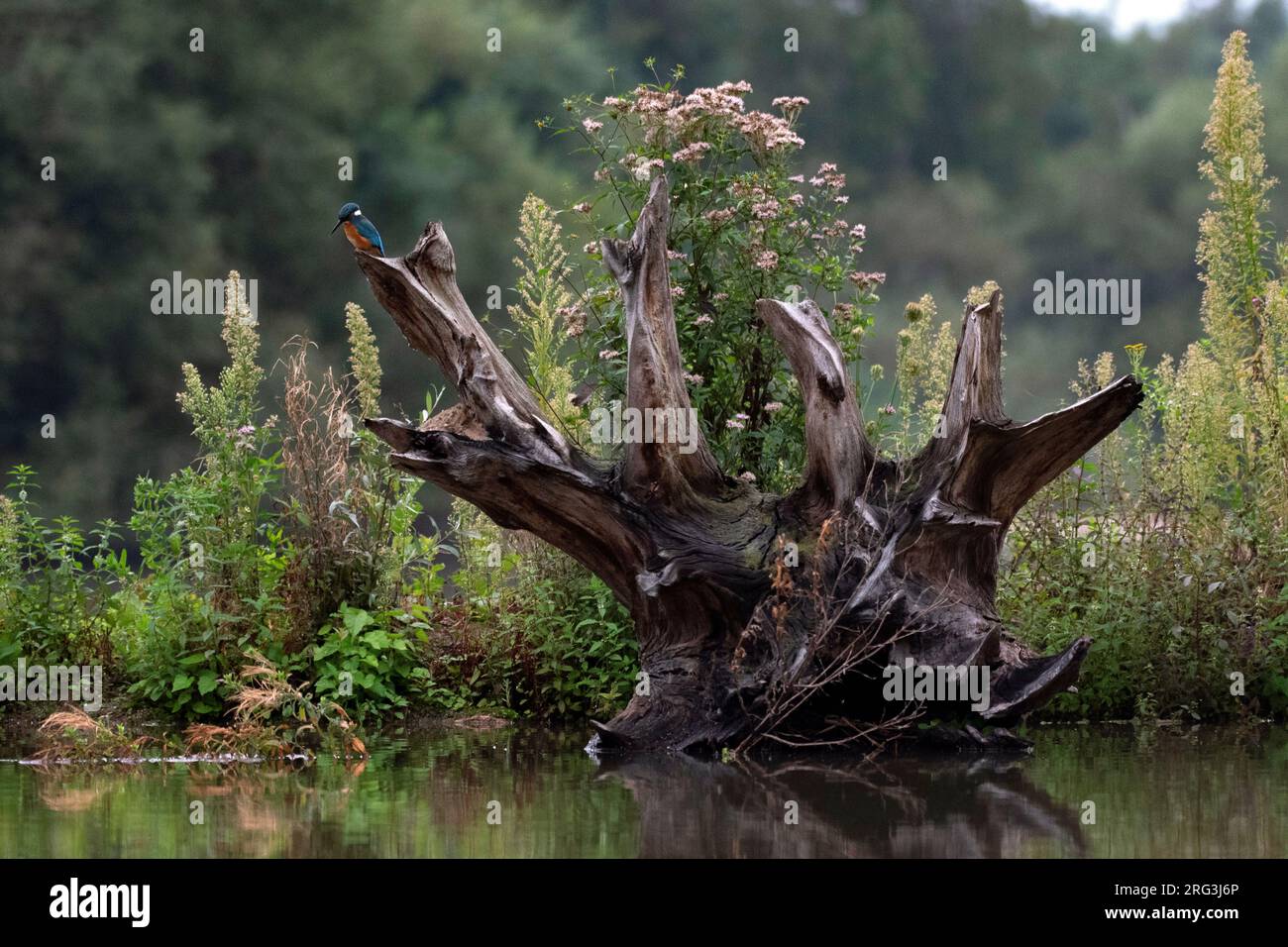 Common Kingfisher, Alcedo atthis, in den Niederlanden. Sie saß auf einem Holzstamm am Wasserrand und suchte Beute. Stockfoto