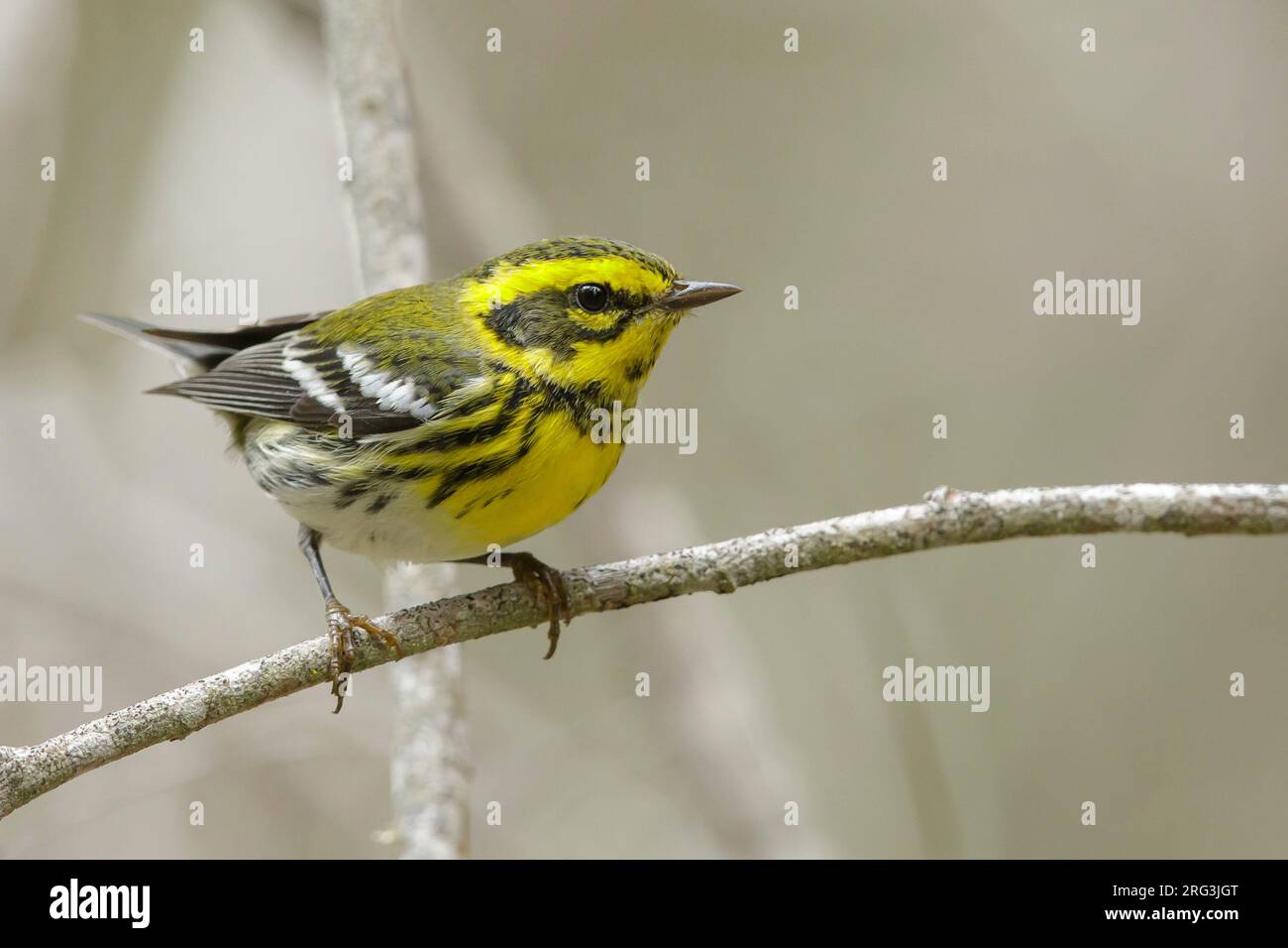 Der erste Winterwetter des männlichen Townsend's Warbler (Setophaga Townsendi) im San Luis Obispo County, Kalifornien, USA, während der Herbstmigration. Stockfoto