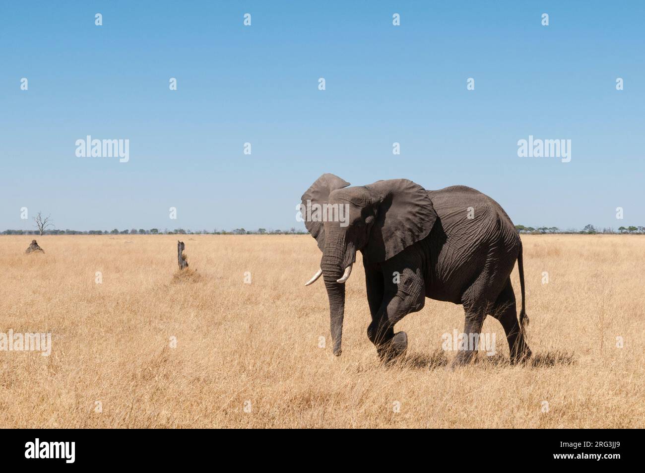 Ein afrikanischer Elefant, Loxodonta africana, wandert durch den Savuti-Sumpf. Savuti, Chobe National Park, Botswana. Stockfoto