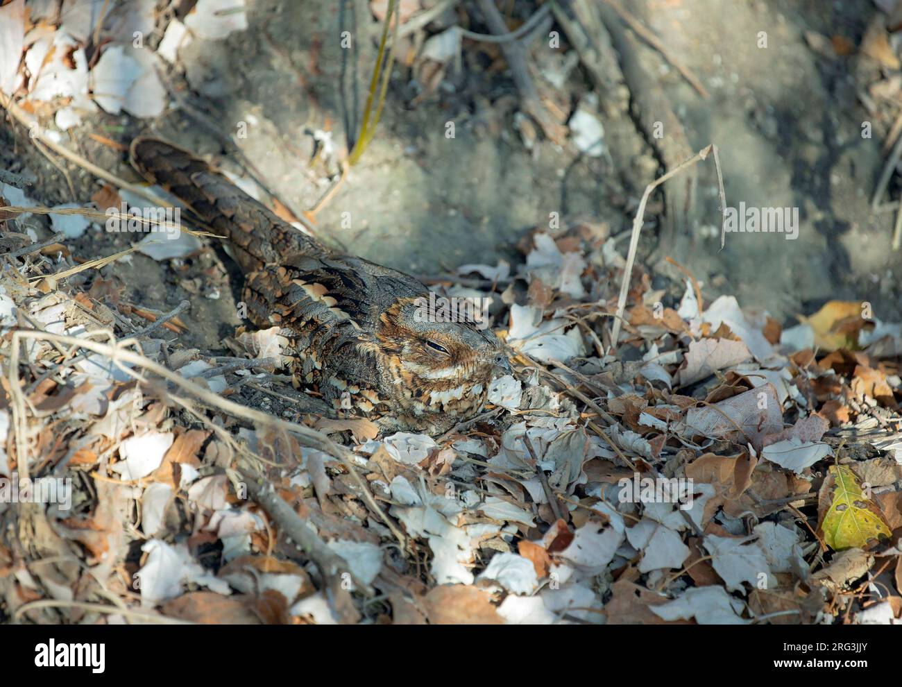 Rothals-Nachtschicht, Caprimulgus ruficollis, Blattstreuung im Herbst in Spanien. Stockfoto