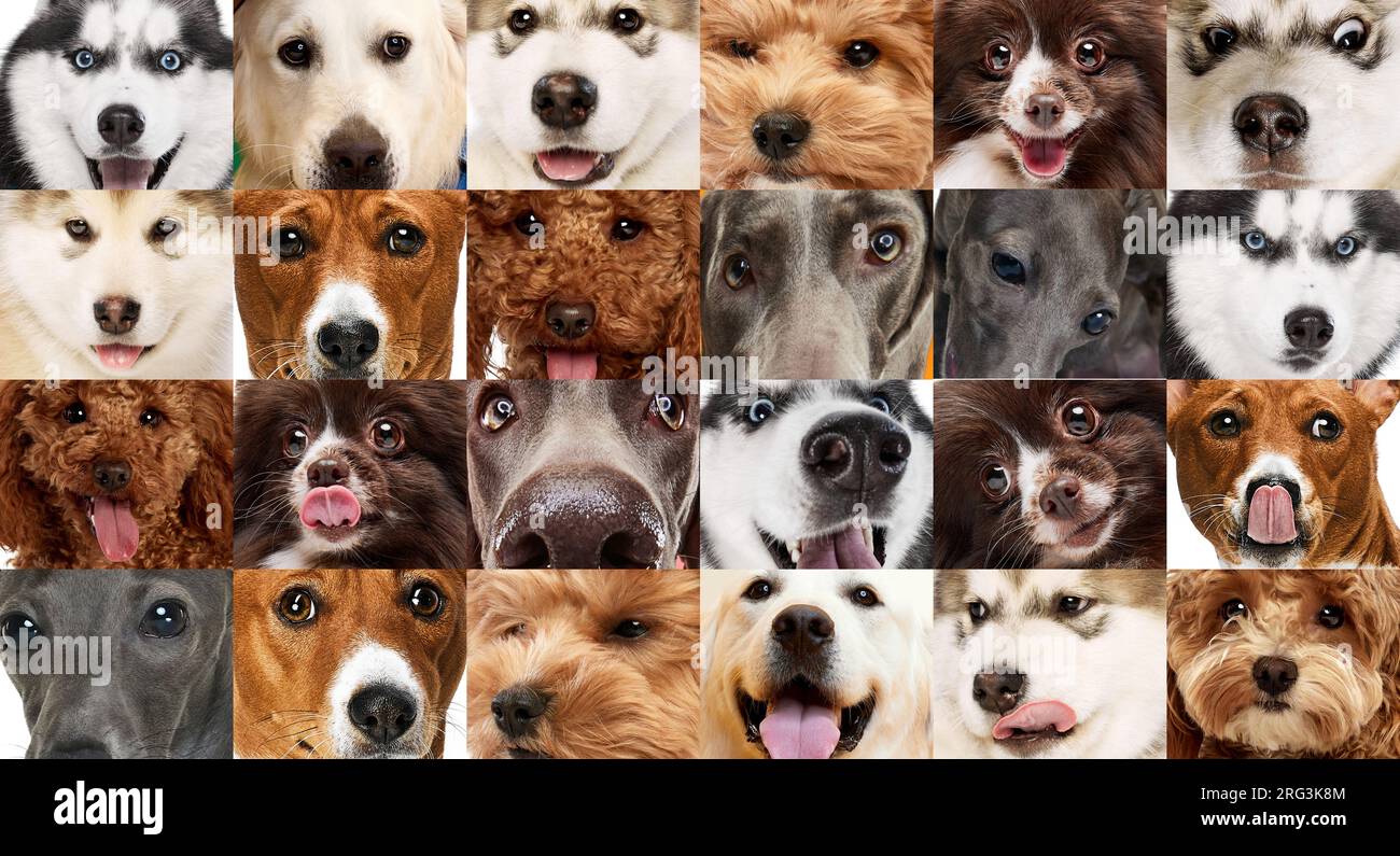 Ein Satz abgeschnittener Hunde schießt auf verschiedene Gesichter. Schließen. Stockfoto