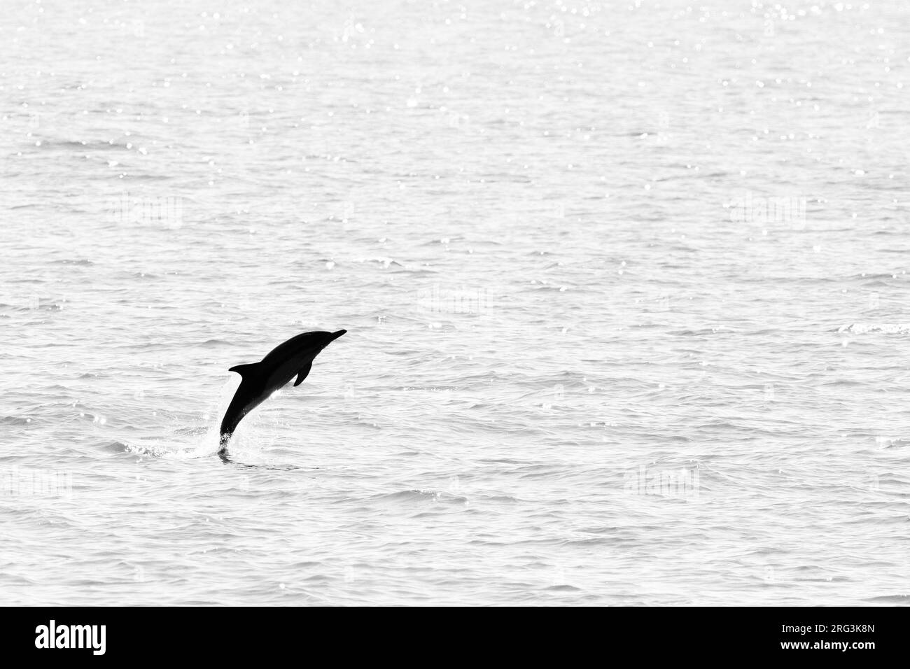 Delfin (Delphinus delphis), der gegen das Licht springt, mit einem ruhigen Meer als Hintergrund, in der Bretagne, Frankreich. Stockfoto